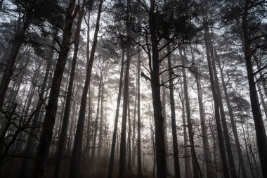Sisli bir sabahta ormanda büyüyen ağaçlar