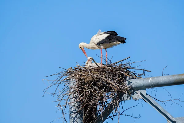 Cigogne avec poussin dans le nid — Photo