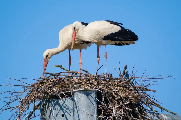 Casal de cegonhas construindo ninho juntas — Fotografia de Stock