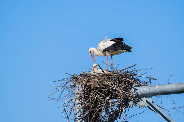 巣の中で雛とコウノトリ — ストック写真
