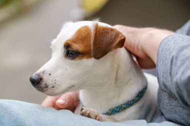 Mahsul adam itaatkar köpeği okşuyor.