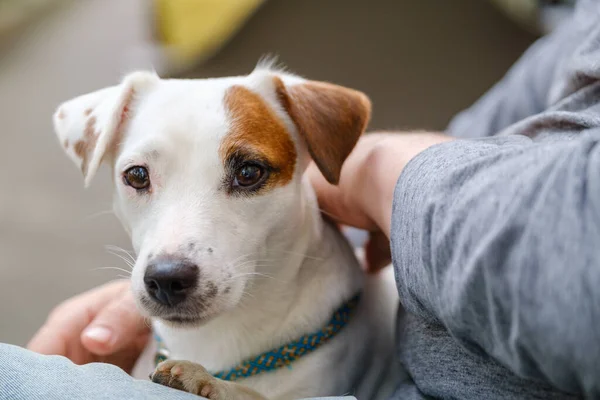 Hund ruht auf Schoß seines Besitzers — Stockfoto