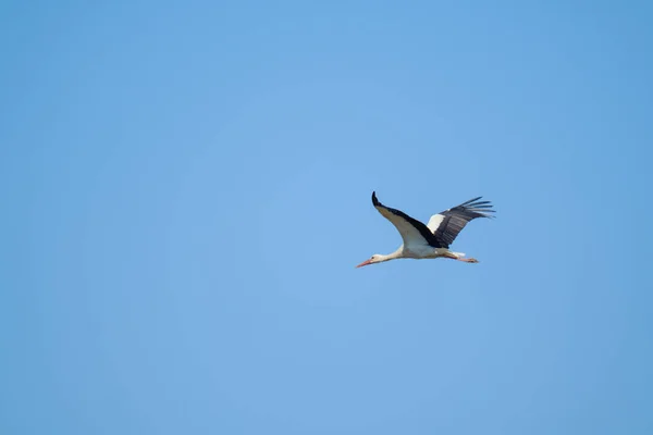 Storch fliegt in blauem Himmel — Stockfoto