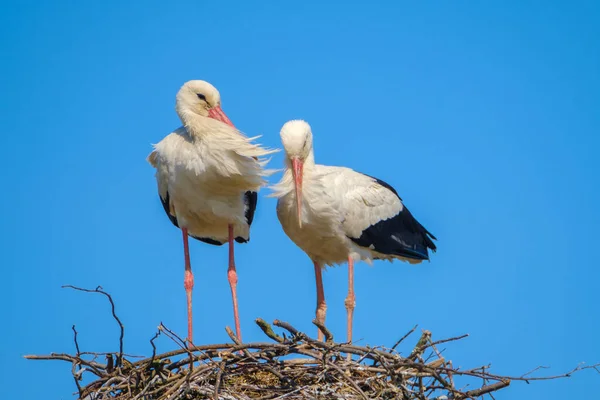 Störche stehen an sonnigen Sommertagen im Nest — Stockfoto