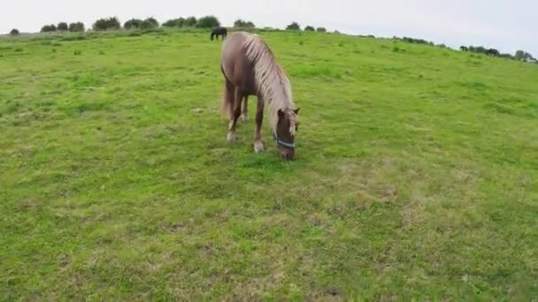 Paardenweiden op groene weiden — Stockvideo