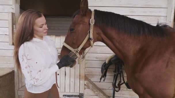 Mujer limpiando caballo en establo — Vídeos de Stock