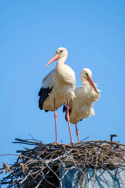 Pár čápů v létě v hnízdě — Stock fotografie