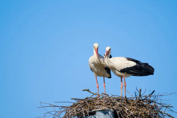 Cigüeñas de pie en el nido en día soleado — Foto de Stock