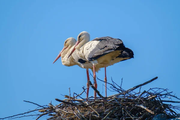 Storchenpaar im Sommer im Nest — Stockfoto