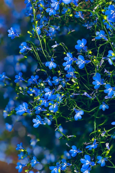 Ramo de flores de color azul brillante —  Fotos de Stock