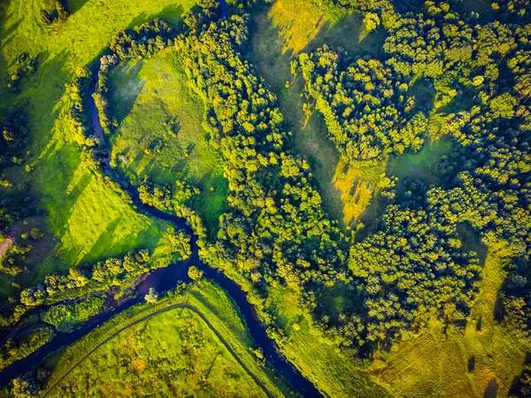 Річка біля пишних дерев у природі — стокове фото