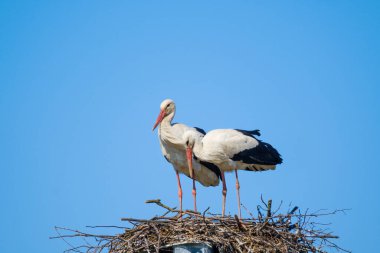 Yazın yuvada bir çift leylek