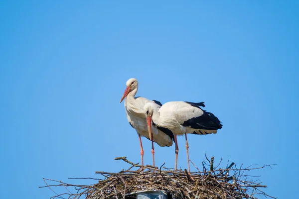 Couple of storks in nest in summer — Stock Photo, Image