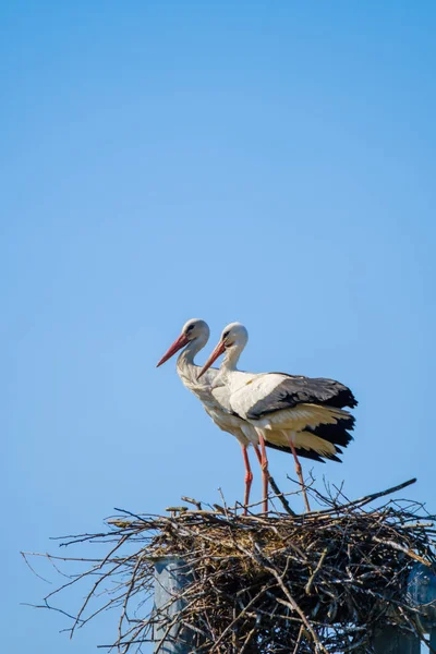 Storchenpaar im Sommer im Nest — Stockfoto