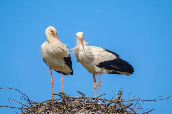 Cigüeñas de pie en el nido el día soleado en verano — Foto de Stock