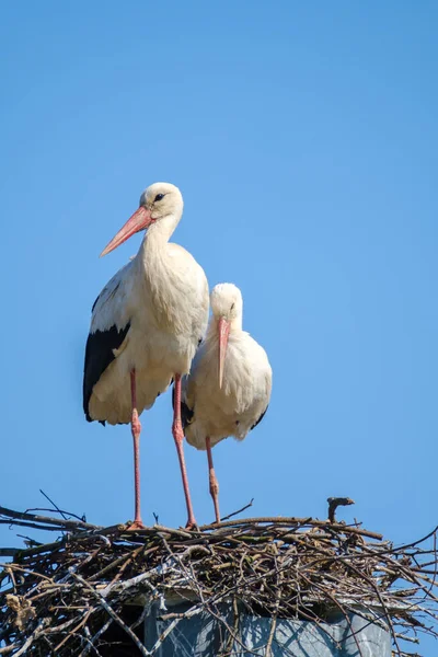 Storchenpaar im Sommer im Nest — Stockfoto