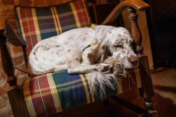 Perro durmiendo en sillón en habitación acogedora — Foto de Stock