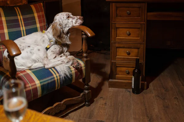 Cão dormindo em poltrona no quarto acolhedor — Fotografia de Stock