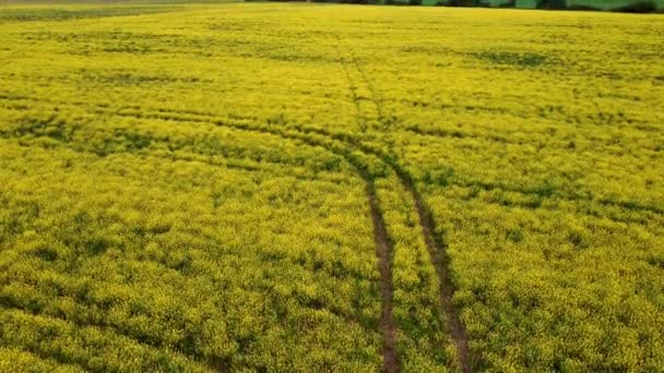 Trails in yellow blooming field — Stock Video