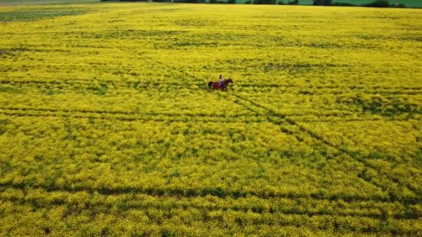 Persona a cavallo in campo — Video Stock