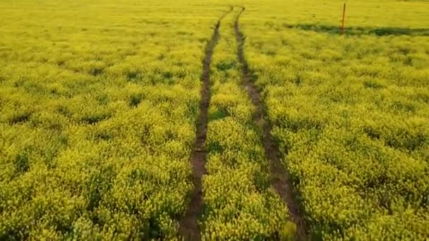 Trails in yellow blooming field — Stock Video