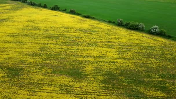 Scenic visning af gule og grønne felter – Stock-video