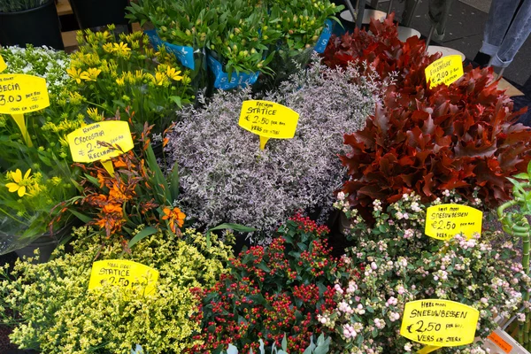 Mercado de flores en Amsterdam —  Fotos de Stock