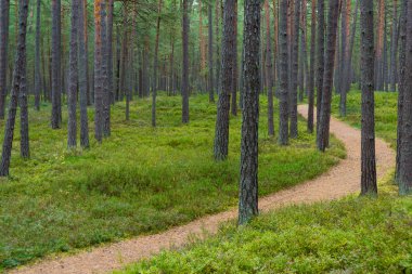 Patika Jurmala çam ormanında