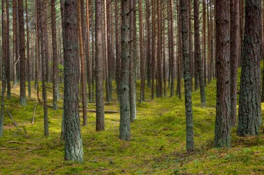 Çam ormanı içinde Jurmala