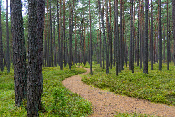 Footpath in a pine forest in Jurmala