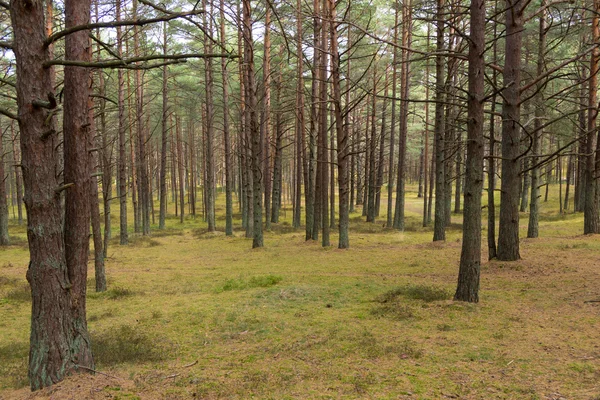 Pine forest in Jurmala — Stock Photo, Image