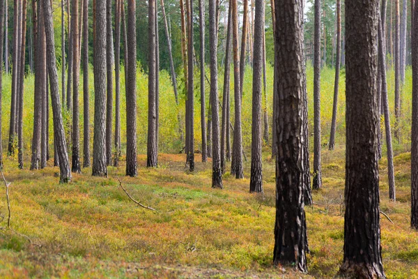 Bosque de pinos en Jurmala — Foto de Stock