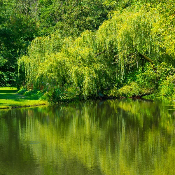 Vondelpark en Amsterdam —  Fotos de Stock