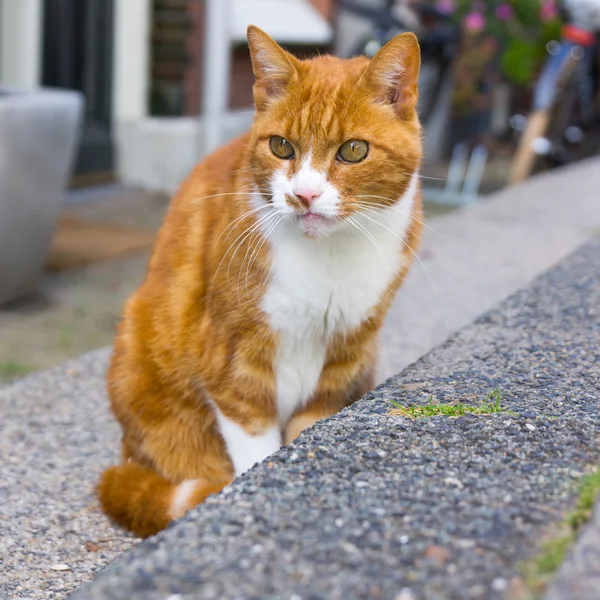 Chat rouge et blanc — Photo