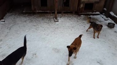 Ukrayna içinde belgili tanımlık sığınak içinde sokak köpekleri