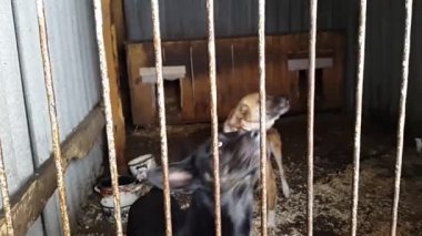 Ukrayna içinde belgili tanımlık sığınak içinde sokak köpekleri