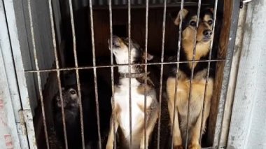 Ukrayna içinde belgili tanımlık sığınak içinde sokak köpekleri