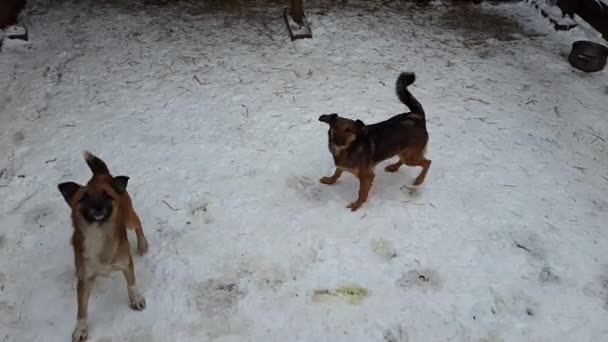 Verdwaalde honden in het opvangcentrum in Oekraïne — Stockvideo