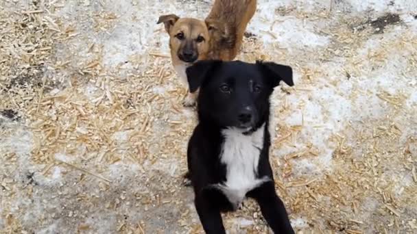 Perros callejeros en el refugio en Ucrania — Vídeo de stock