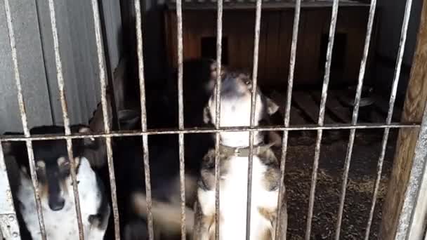 Chiens errants dans le refuge en Ukraine 