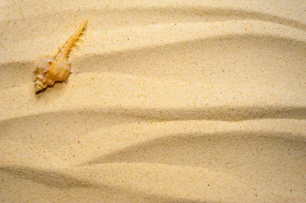 Shell on a wavy sand — Stock Photo, Image