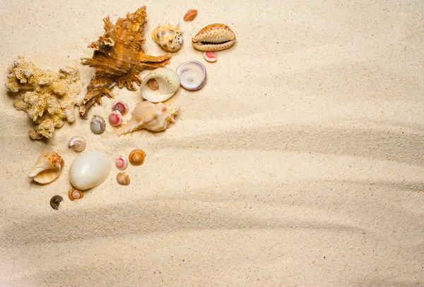Shells on a wavy sand — Stock Photo, Image