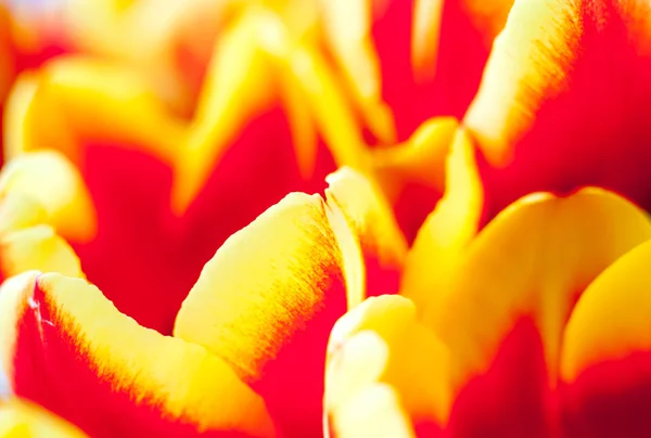 Spring yellow red tulips — Stock Photo, Image