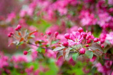 Çiçek açan elma ağacı