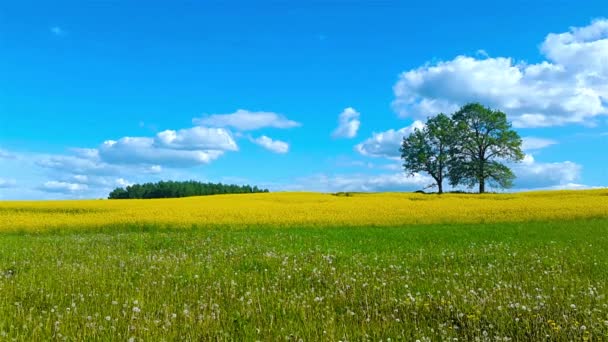 Прекрасний літній пейзаж луків з деревами — стокове відео