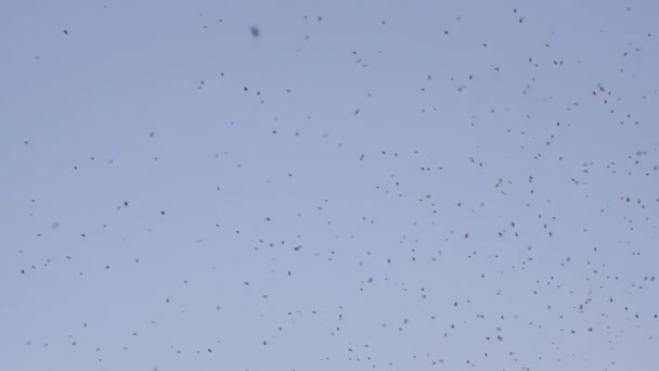A swarm of bees — Stock Video