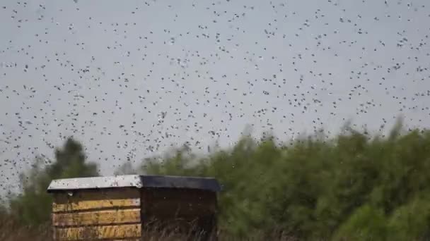 Enjambre de abejas — Vídeo de stock