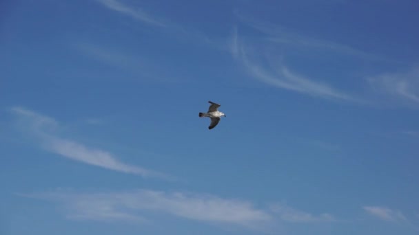 Чайка soaring — стокове відео