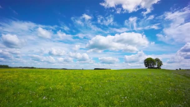 Schöne Sommerlandschaft mit Wiesen mit Bäumen — Stockvideo