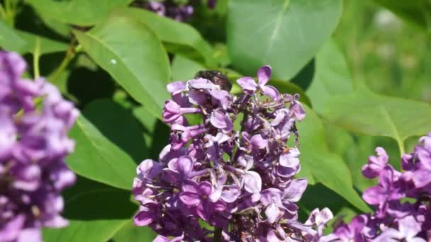Escarabajo arrastrándose sobre las flores de lila — Vídeos de Stock